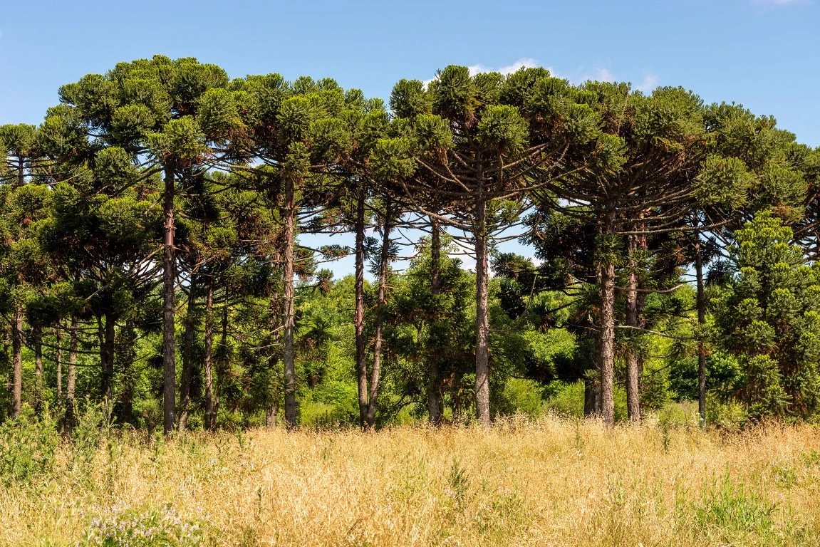 Araucaria misionera